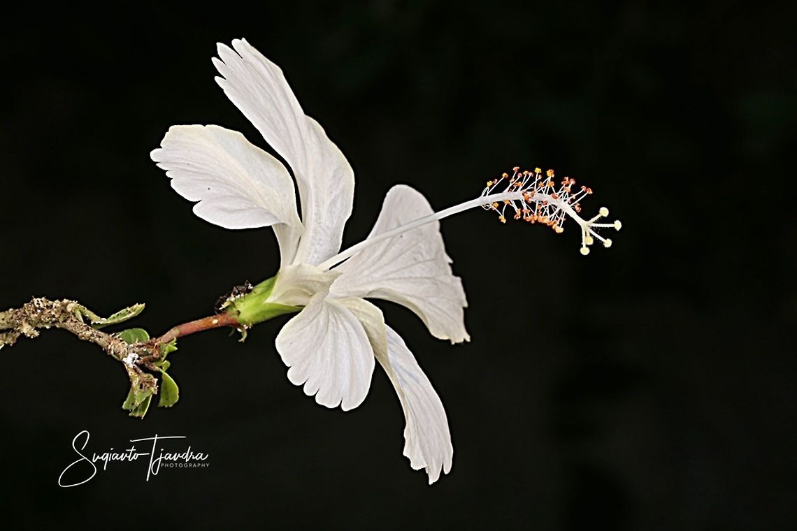White Hibiscus Flower  Geotagged,Indonesia,Winter