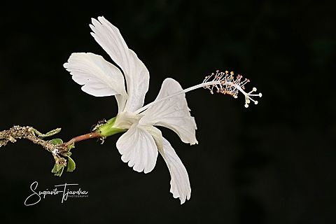 White Hibiscus Flower  Geotagged,Indonesia,Winter