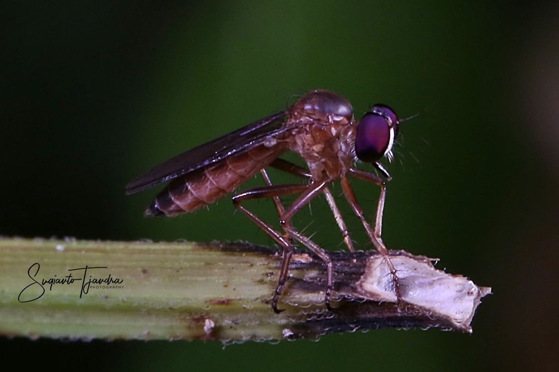 Mini Robber fly, Asilidae  Geotagged,Indonesia,Winter