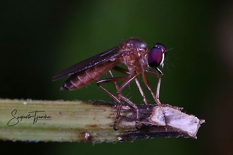Mini Robber fly, Asilidae  Geotagged,Indonesia,Winter
