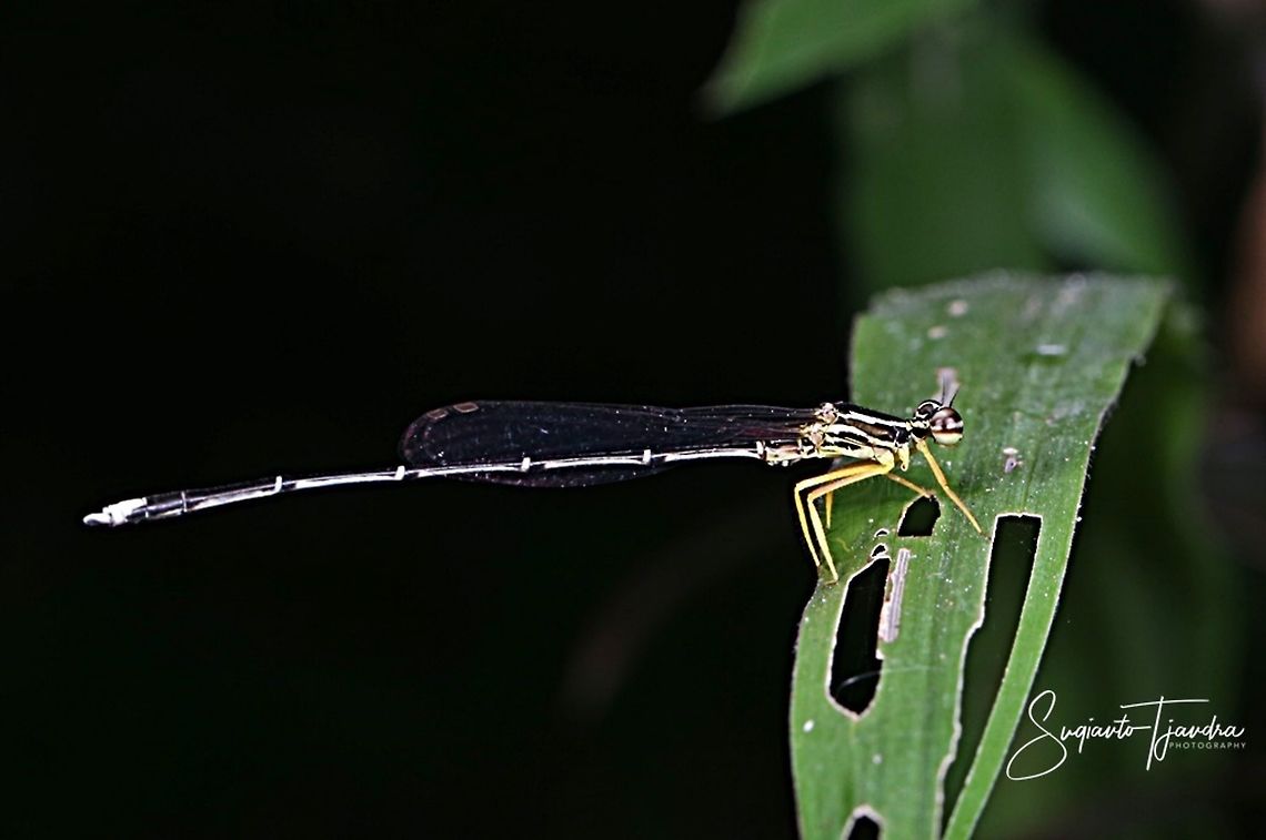 Yellow Bush Dart - Male, Copera marginipes Sp, family of Platycnemididae  Copera marginipes,Geotagged,Indonesia,Winter,Yellow bush dart