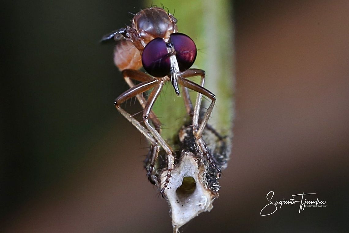Mini Robber fly, Asilidae  Geotagged,Indonesia,Winter