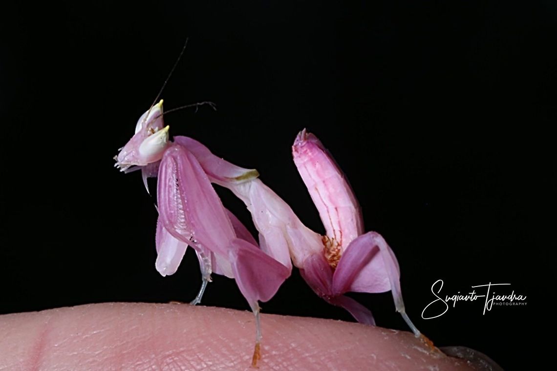 Orchid Mantis, Hymenopus coronatus  Geotagged,Hymenopus coronatus,Indonesia,Malaysian Orchid Mantis,Winter