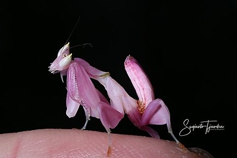 Orchid Mantis, Hymenopus coronatus  Geotagged,Hymenopus coronatus,Indonesia,Malaysian Orchid Mantis,Winter