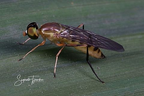 Yellow Soldier fly, Ptecticus elongatus, Stratiomyidae Sp.  Geotagged,Indonesia,Ptecticus elongatus,Winter