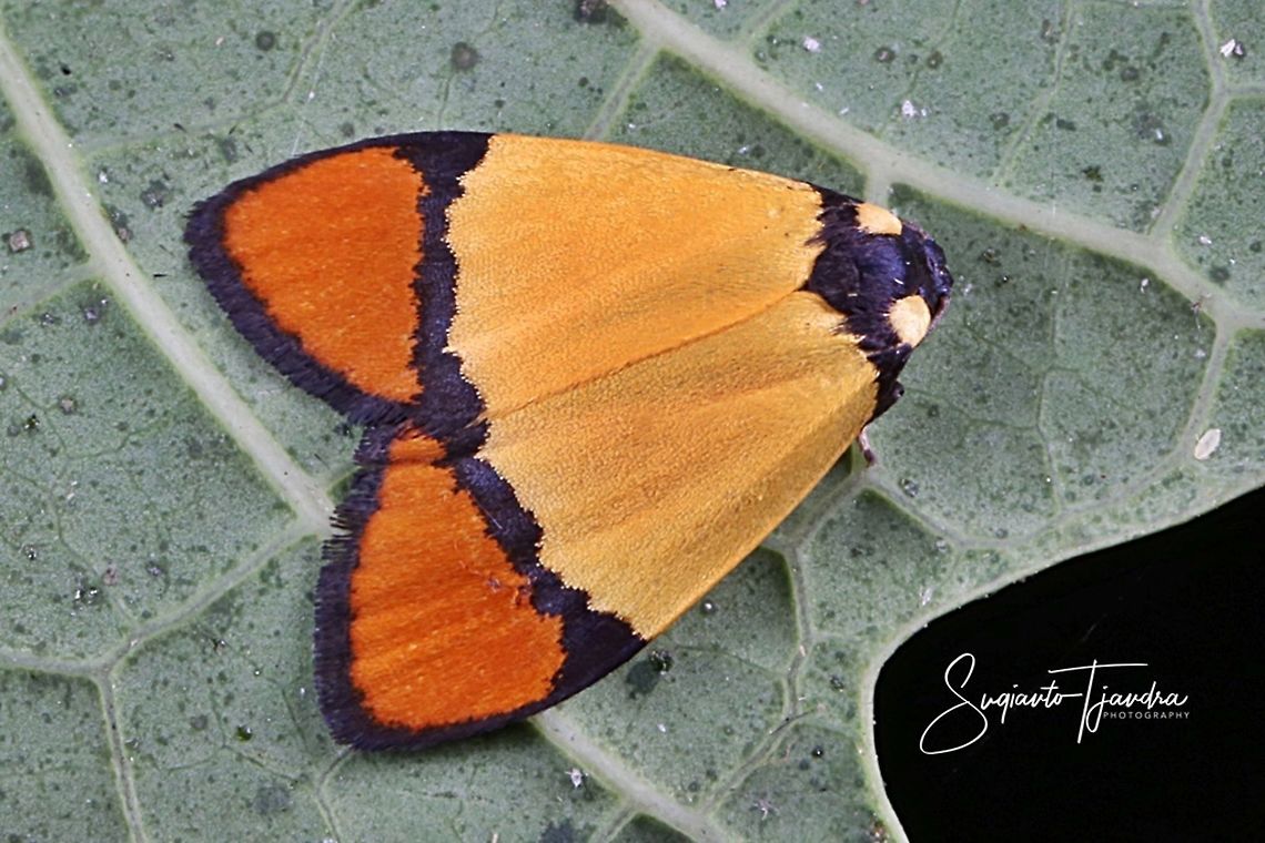 Moth (Unknown ID)  Geotagged,Indonesia,Winter