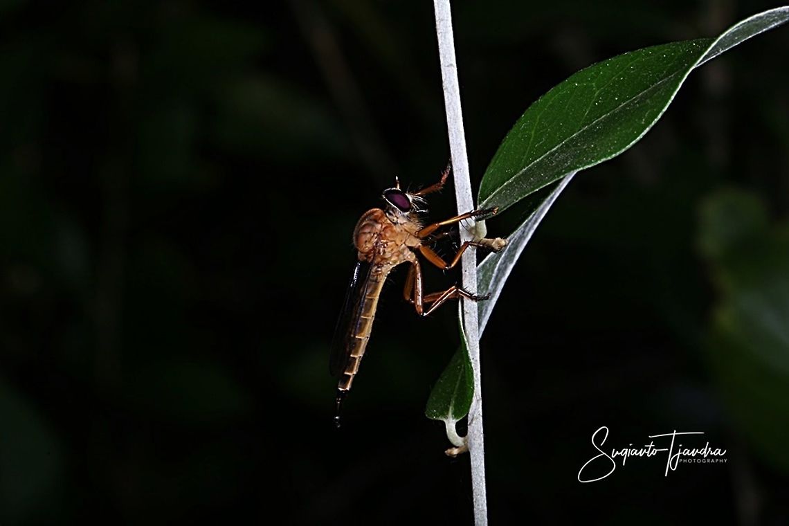 Robber fly, Asilidae  Geotagged,Indonesia,Winter