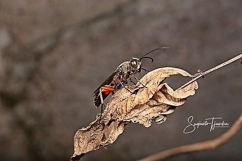 Unknown Wasp/Hornet????  Geotagged,Indonesia,Winter