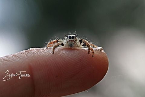 Jumping Spider  Fall,Geotagged,Indonesia