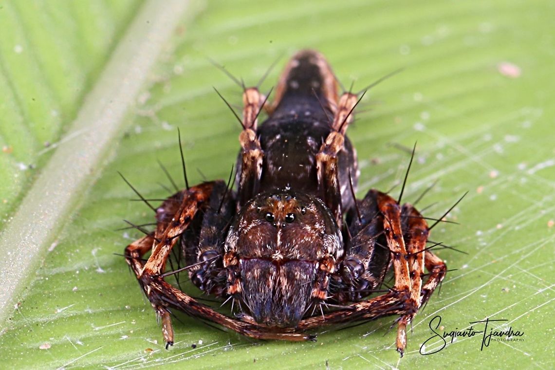 Dark Brown Lynx Spider, Hamataliwa Sp  Fall,Geotagged,Indonesia