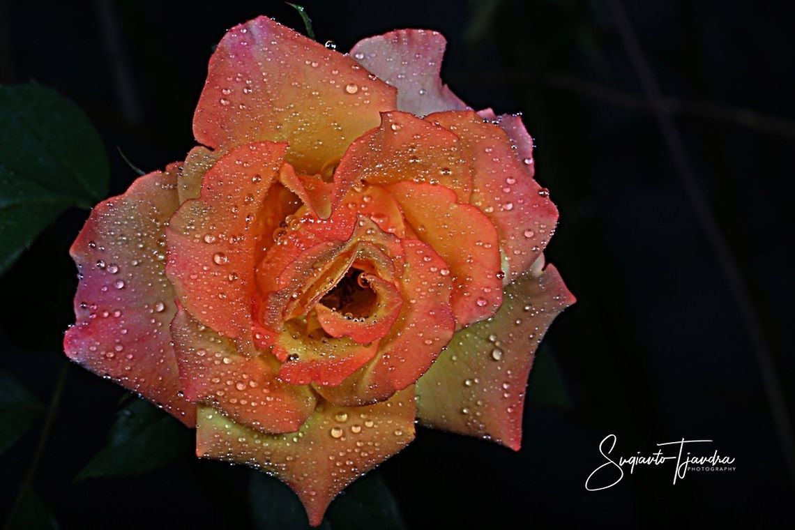 Rose flower  Geotagged,Indonesia,Winter