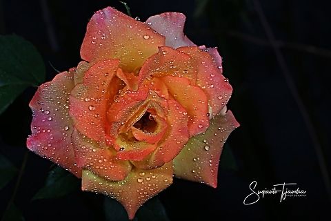 Rose flower  Geotagged,Indonesia,Winter