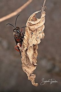 Unknown Wasp/Hornet????  Geotagged,Indonesia,Winter