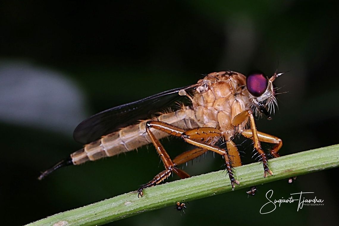 Robber fly, Asilidae  Geotagged,Indonesia,Winter