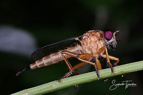 Robber fly, Asilidae  Geotagged,Indonesia,Winter