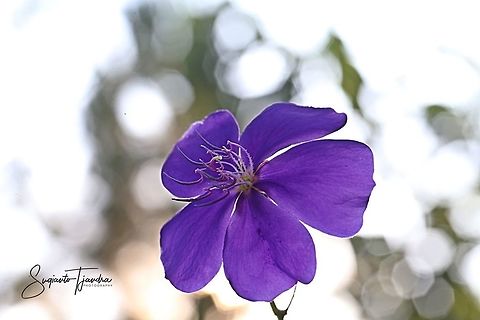 Princess Flower,  Tibouchina urvilleana (Melastomataceae Sp)  Geotagged,Indonesia,Tibouchina urvilleana,Winter