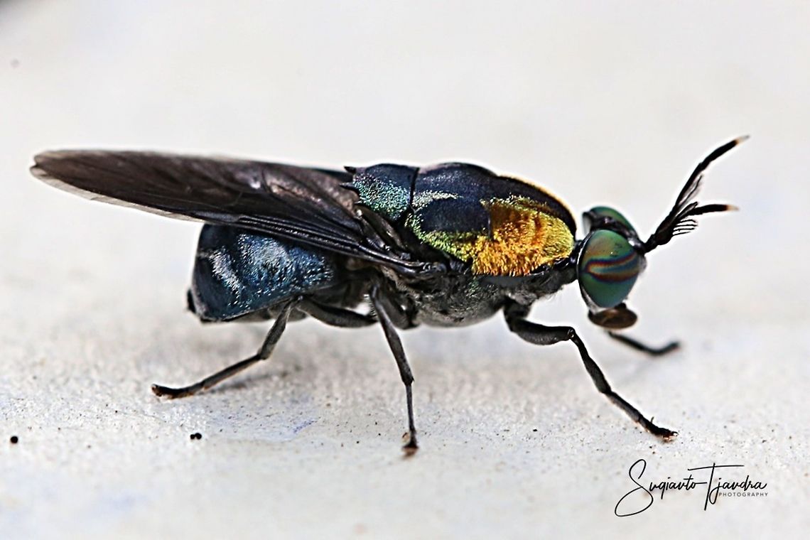 Soldier fly, Ptilocera sp  Geotagged,Indonesia,Winter