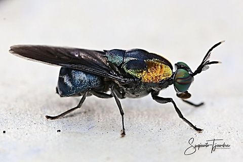 Soldier fly, Ptilocera sp  Geotagged,Indonesia,Winter