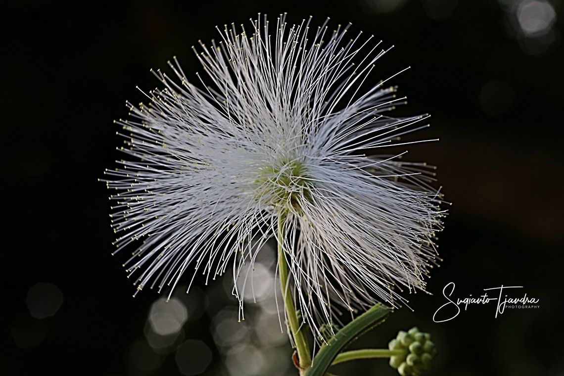 White Mimosa flower  Geotagged,Indonesia,Winter