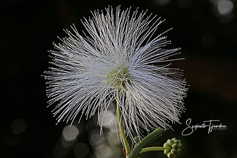 White Mimosa flower  Geotagged,Indonesia,Winter