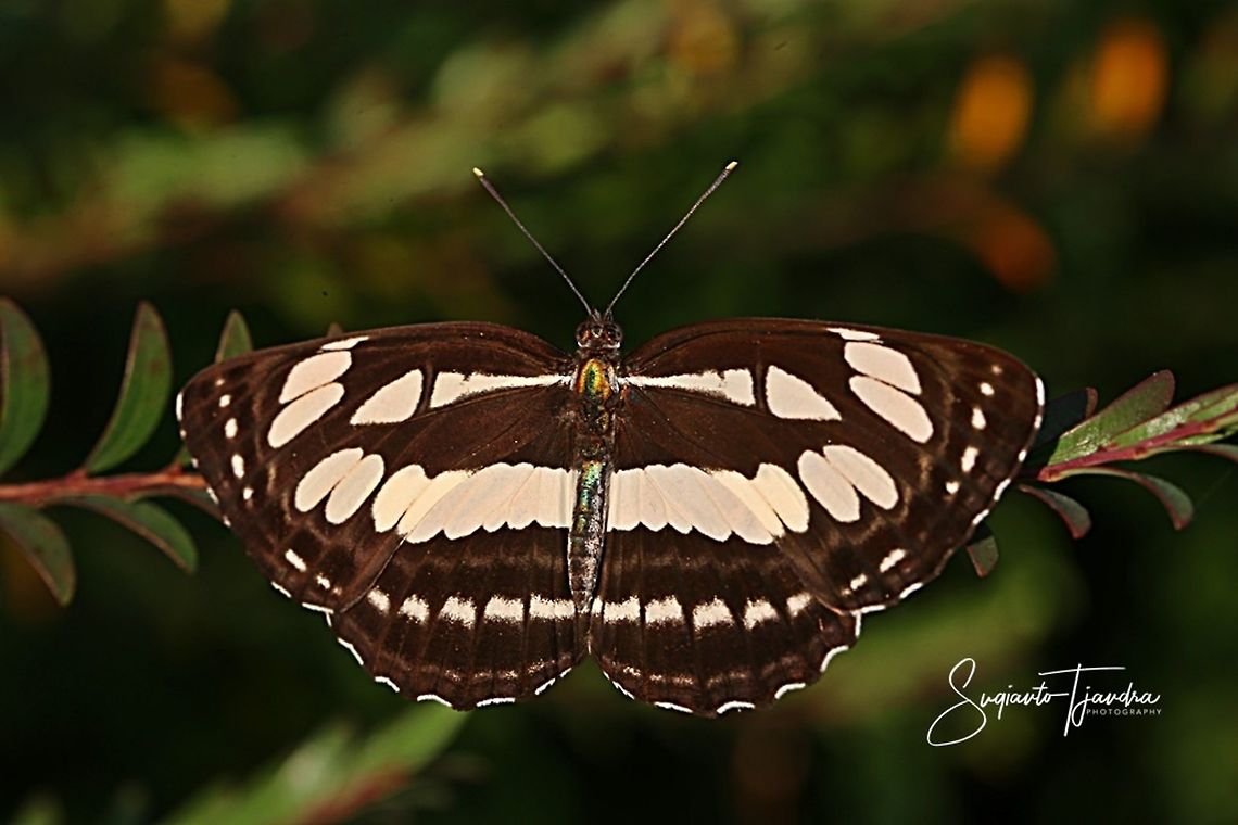Short-banded Sailor (Phaedyma columella singa)  Geotagged,Indonesia,Neptis columella,Short banded sailer,Winter
