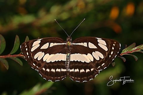 Short-banded Sailor (Phaedyma columella singa)  Geotagged,Indonesia,Neptis columella,Short banded sailer,Winter