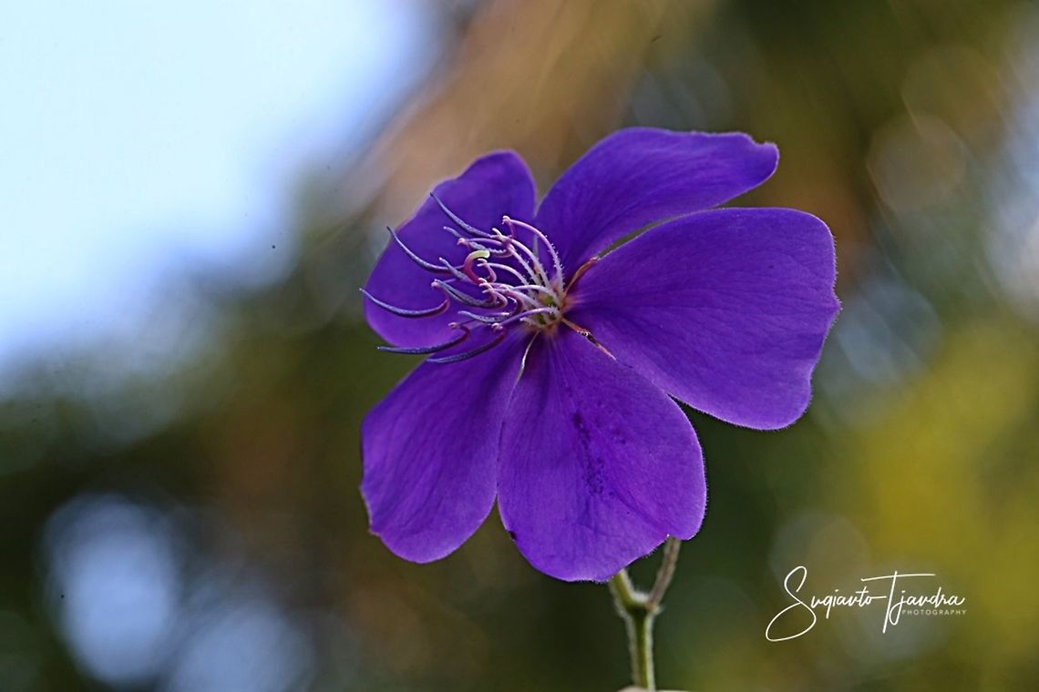 Princess Flower, Tibouchina urvilleana (Melastomataceae Sp)  Geotagged,Indonesia,Tibouchina urvilleana,Winter