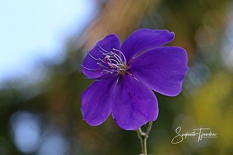Princess Flower, Tibouchina urvilleana (Melastomataceae Sp)  Geotagged,Indonesia,Tibouchina urvilleana,Winter