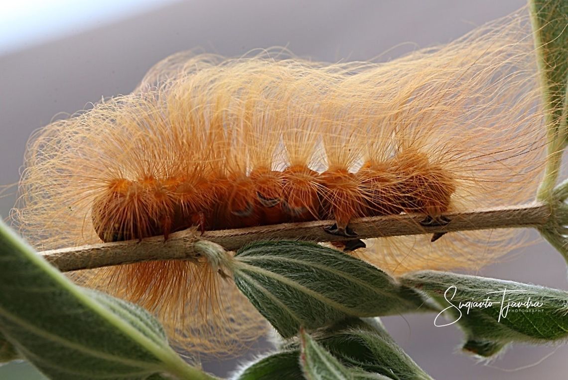 Long Hair Caterpillar  Geotagged,Indonesia,Winter