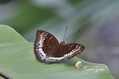 The East Java Horsfield's Baron, female  Geotagged,Horsfield's Baron,Indonesia,Tanaecia iapis,Winter