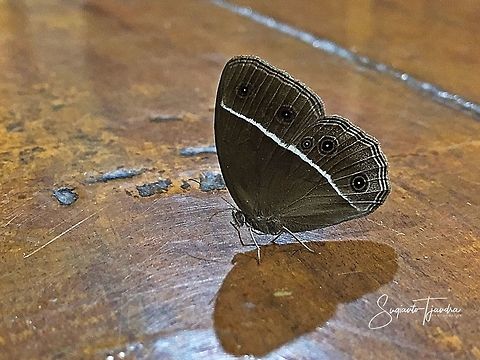 Dark Grass Brown Butterfly, Orsotriaena medus cinerea  Dark grass-brown,Geotagged,Indonesia,Orsotriaena medus,Winter