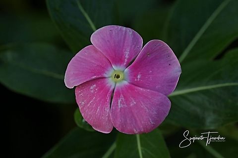 Catharanthus roseus/Madagascar Periwinkle  Catharanthus roseus,Geotagged,Indonesia,Madagascar rosy periwinkle,Winter