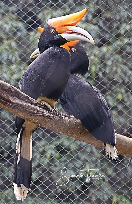 Buceros rhinoceros, Coraciiformes  Buceros rhinoceros,Geotagged,Indonesia,Rhinoceros Hornbill,Winter