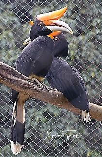 Buceros rhinoceros, Coraciiformes  Buceros rhinoceros,Geotagged,Indonesia,Rhinoceros Hornbill,Winter