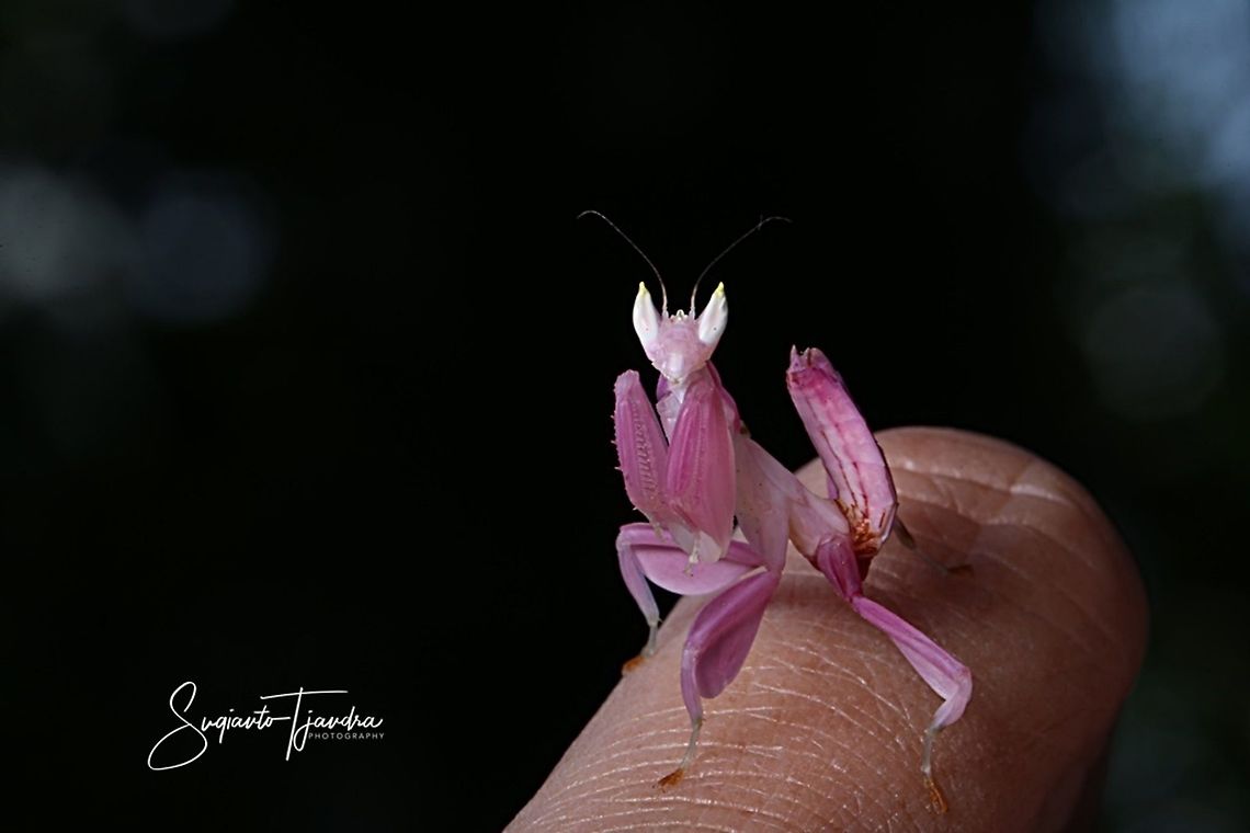 Orchid Mantis, Hymenopus coronatus  Geotagged,Hymenopus coronatus,Indonesia,Malaysian Orchid Mantis,Winter