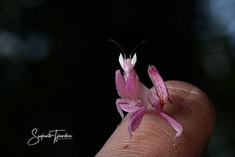 Orchid Mantis, Hymenopus coronatus  Geotagged,Hymenopus coronatus,Indonesia,Malaysian Orchid Mantis,Winter