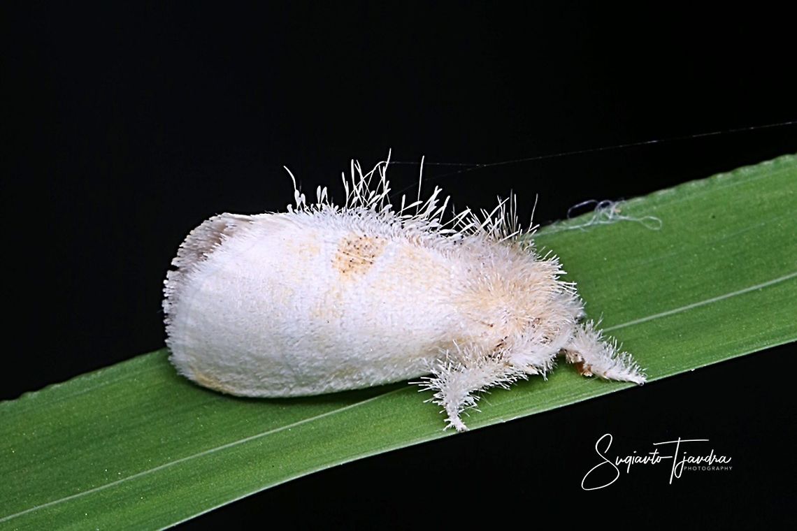 White Planthopper  Fall,Geotagged,Indonesia
