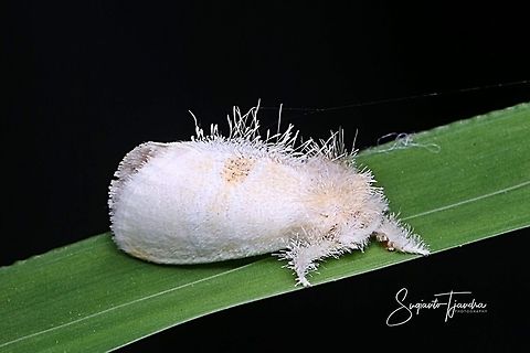White Planthopper  Fall,Geotagged,Indonesia