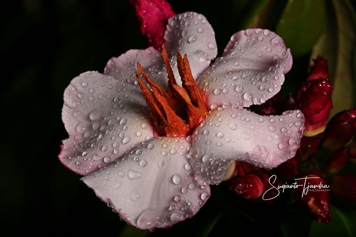 Climbing Oleander  Fall,Geotagged,Indonesia,Nerium,Nerium oleander