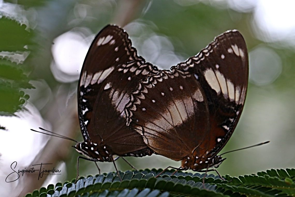 The great eggfly, Hypolimnas bolina - "mating"  Fall,Geotagged,Great Eggfly,Hypolimnas bolina,Indonesia