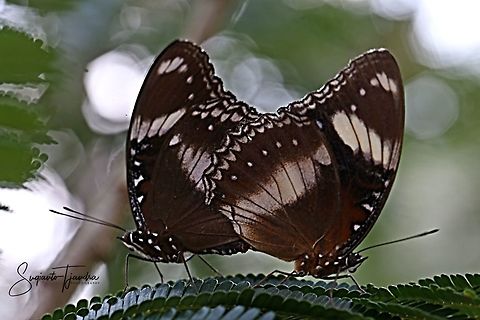 The great eggfly, Hypolimnas bolina - "mating"  Fall,Geotagged,Great Eggfly,Hypolimnas bolina,Indonesia