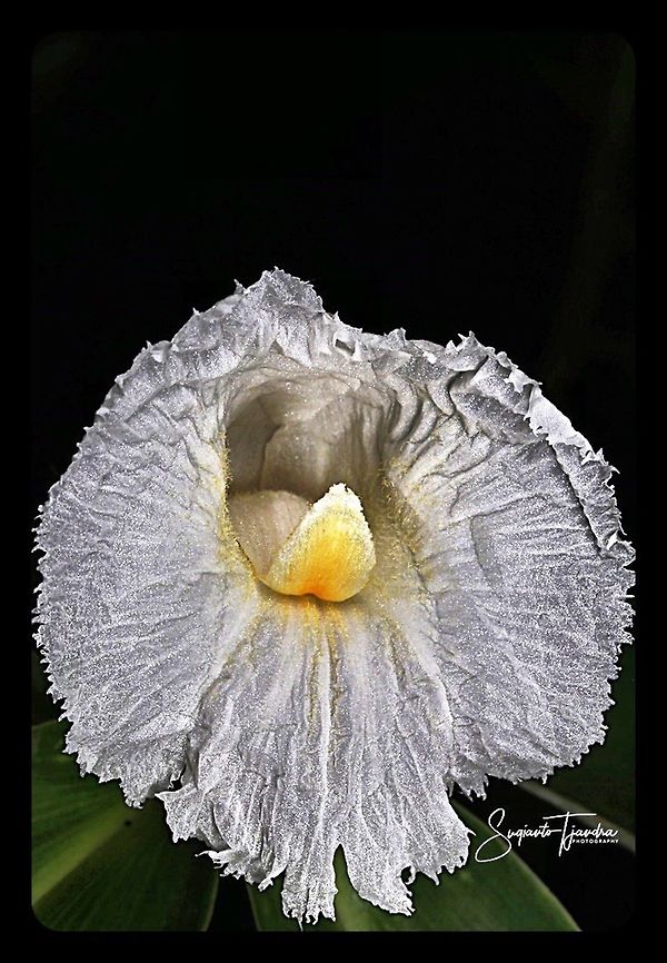 Crepe Ginger flower, Costaceae  Cheilocostus  speciosus,Cr&ecirc;pe Ginger,Geotagged,Indonesia,Winter