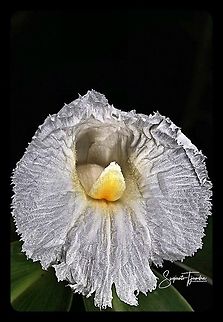 Crepe Ginger flower, Costaceae  Cheilocostus  speciosus,Crêpe Ginger,Geotagged,Indonesia,Winter