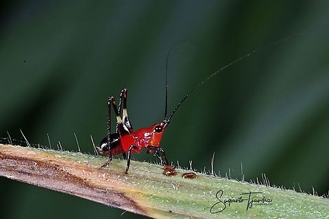 Red bush-cricket/Katydid, Conocephalus melanus, Tettigoniidae Sp.  Conocephalus melanus,Geotagged,Indonesia,Winter