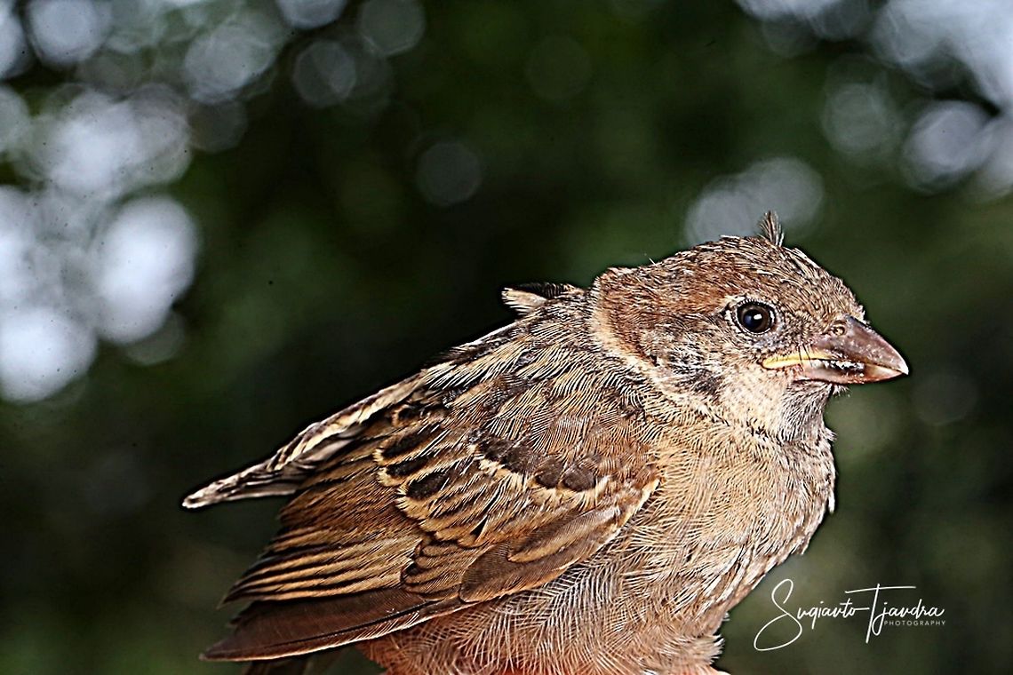 Immature Sparrow  Geotagged,House sparrow,Indonesia,Passer domesticus,Winter