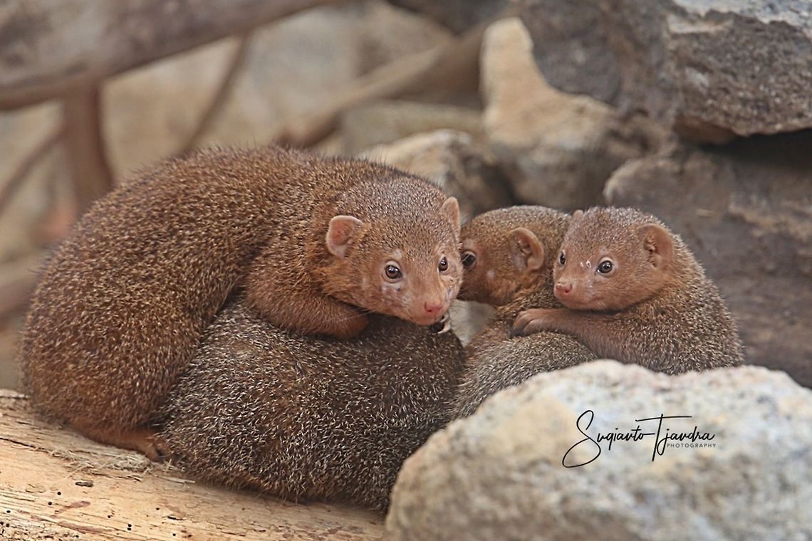 Dwarf Mongoose, Helogale parvula  Common dwarf mongoose,Geotagged,Helogale parvula,Indonesia,Winter