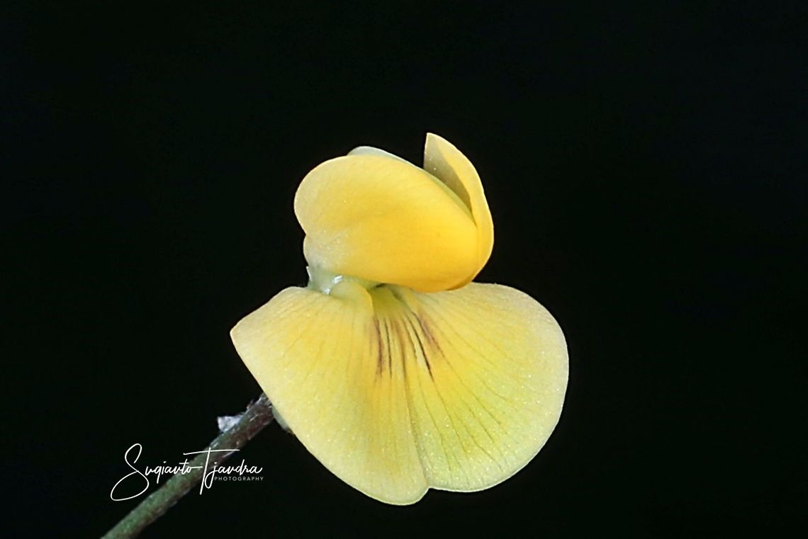 Native flower  Geotagged,Indonesia,Winter