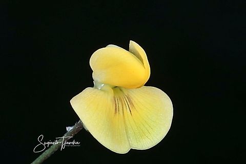 Native flower  Geotagged,Indonesia,Winter