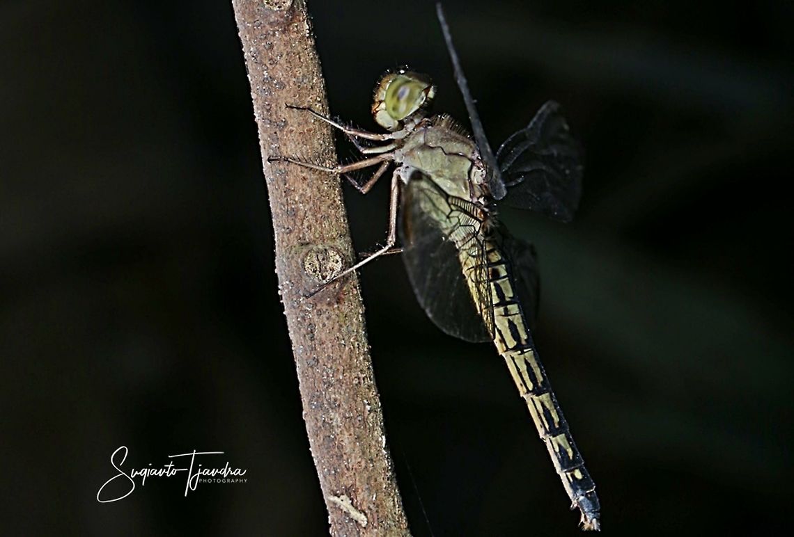 Dragonfly - Unknown species??  Geotagged,Indonesia,Winter