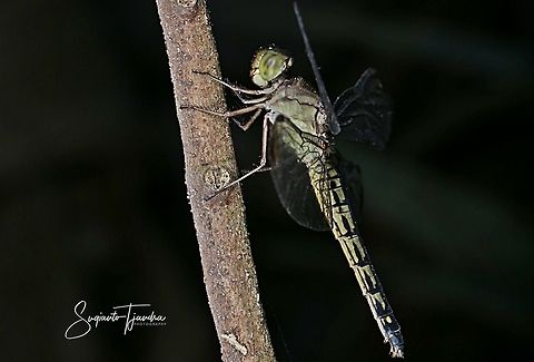 Dragonfly - Unknown species??  Geotagged,Indonesia,Winter